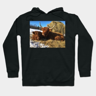 Scottish Highland Cattle Cow and Calf 1716 Hoodie